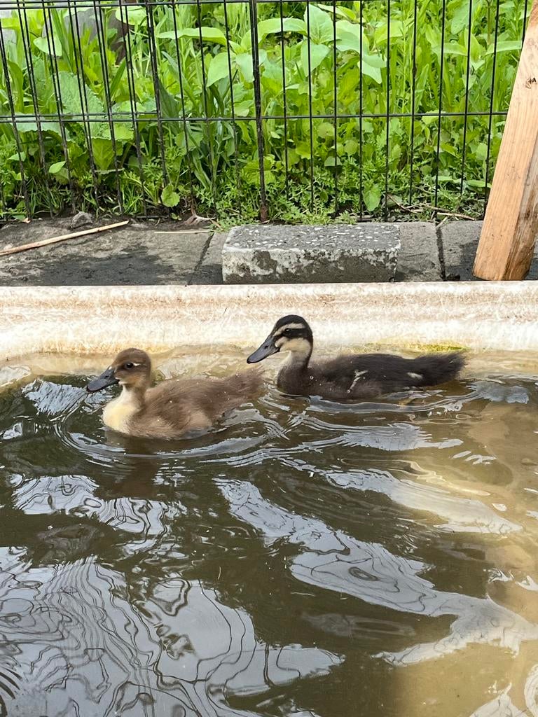 Eendjes, Dieren en Toebehoren, Eend