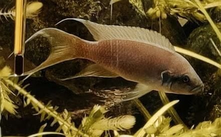 Cichlide, Dieren en Toebehoren, Vis, Zoetwatervis