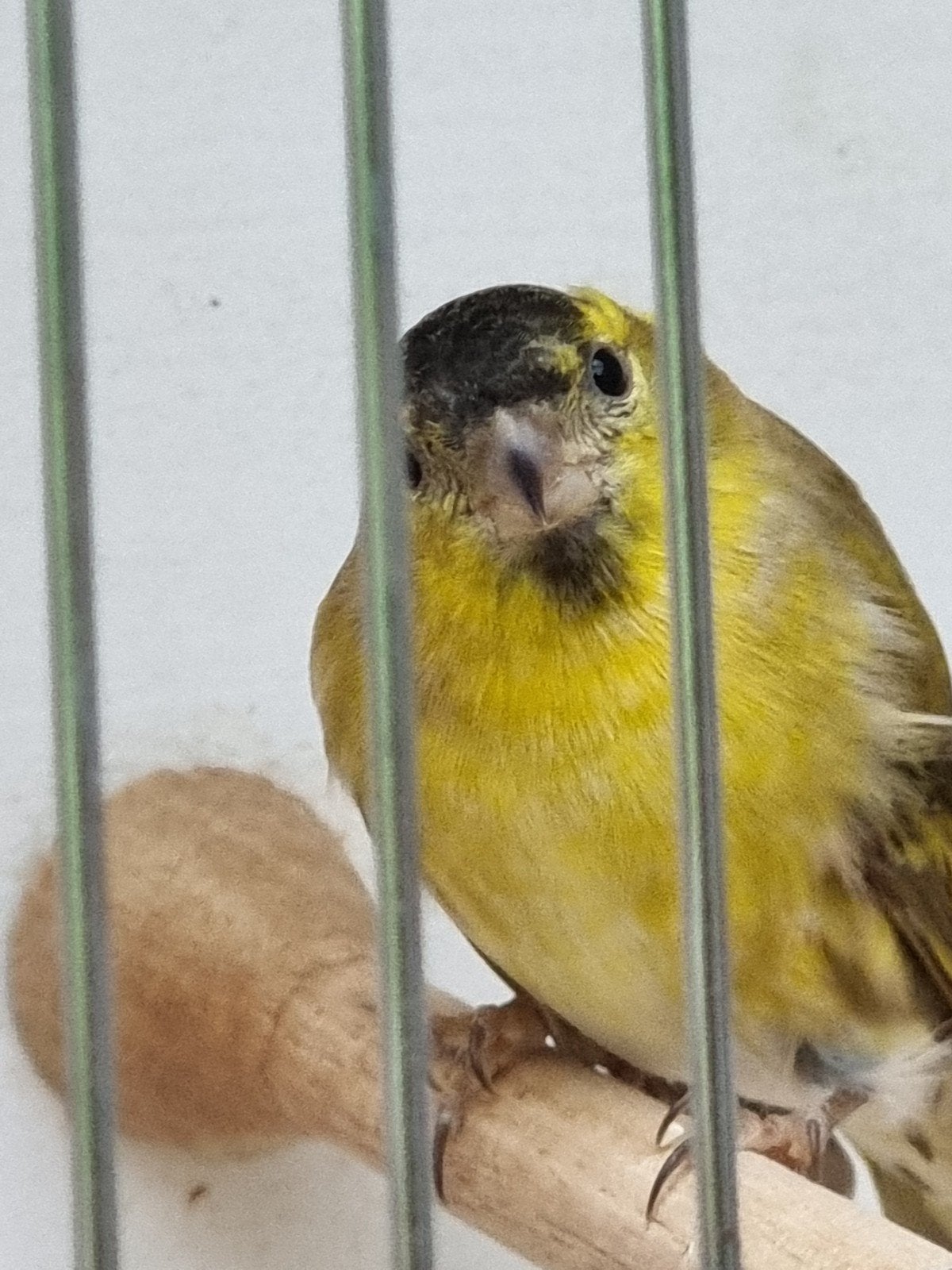 Sijs bruin man 2026., Dieren en Toebehoren, Mannelijk, Geringd