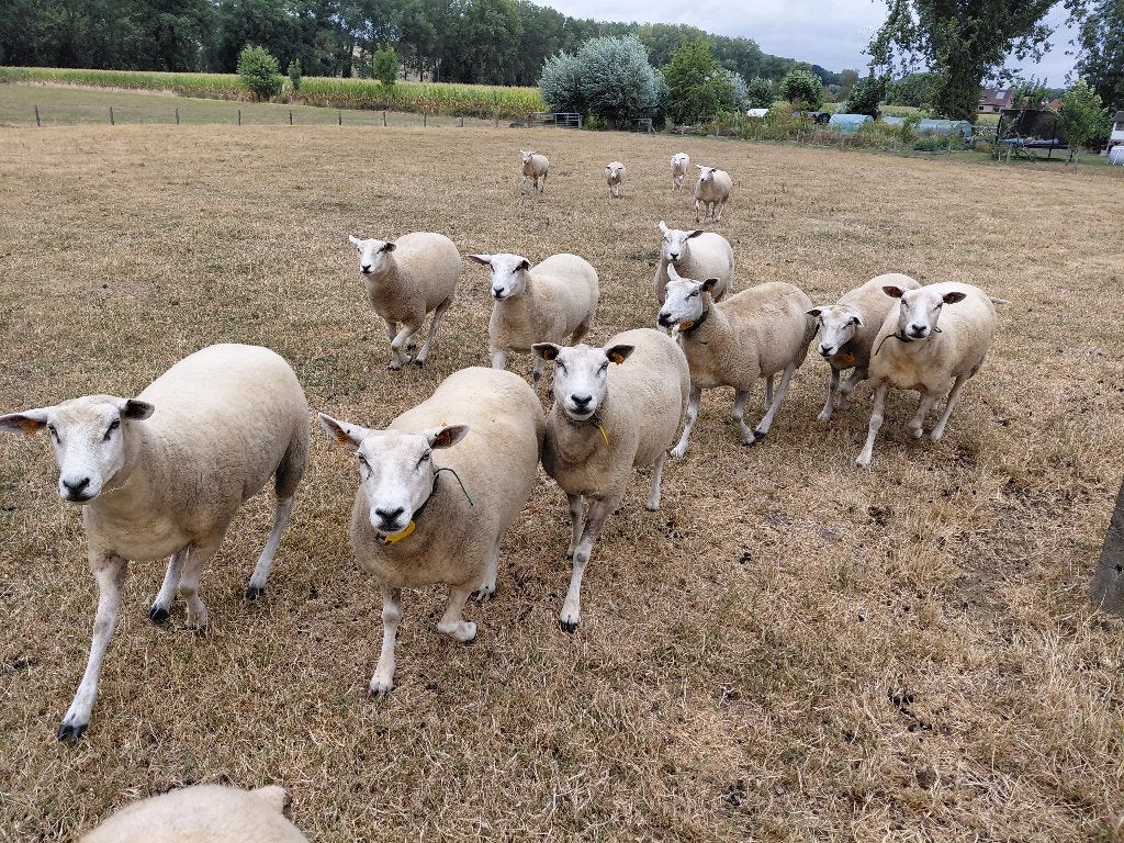 Swifter; Mooie ooien om te fokken, Femelle, Mouton, 0 à 2 ans