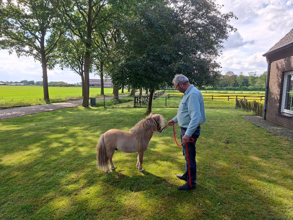 Prachtig mini paardje, Dieren en Toebehoren, Hengst, A pony (tot 1.17m), Gechipt, 0 tot 2 jaar