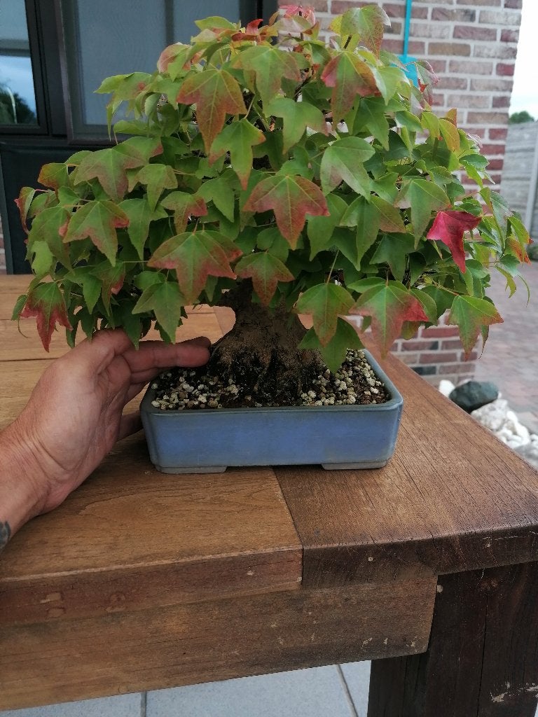 Bonsai shohin, Ophalen, Bloeit niet, Halfschaduw, Overige soorten