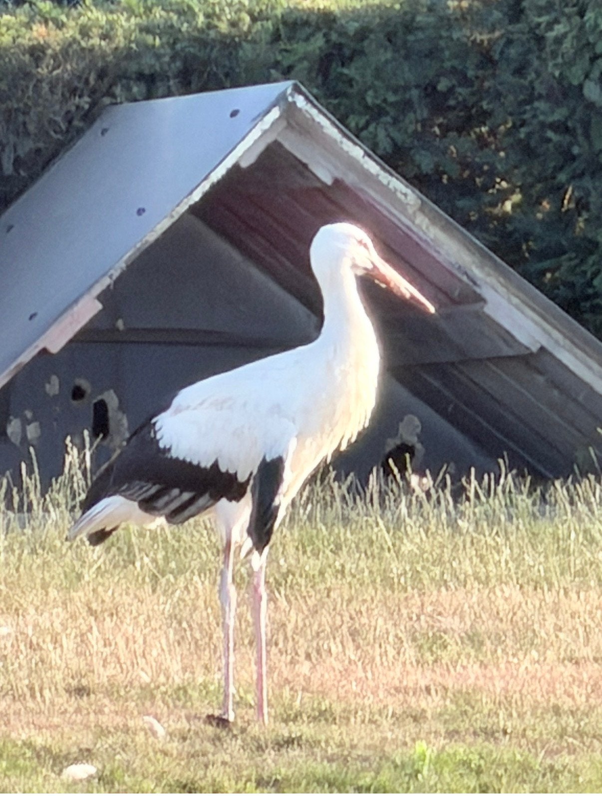 2 ooivaarjongen zelfstandig, Dieren en Toebehoren, Pluimvee, Geslacht onbekend, Overige soorten