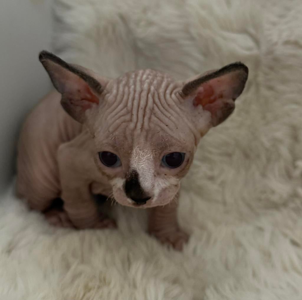 Kittens Sphynx me staamboom, Poes, Met stamboom, 0 tot 2 jaar
