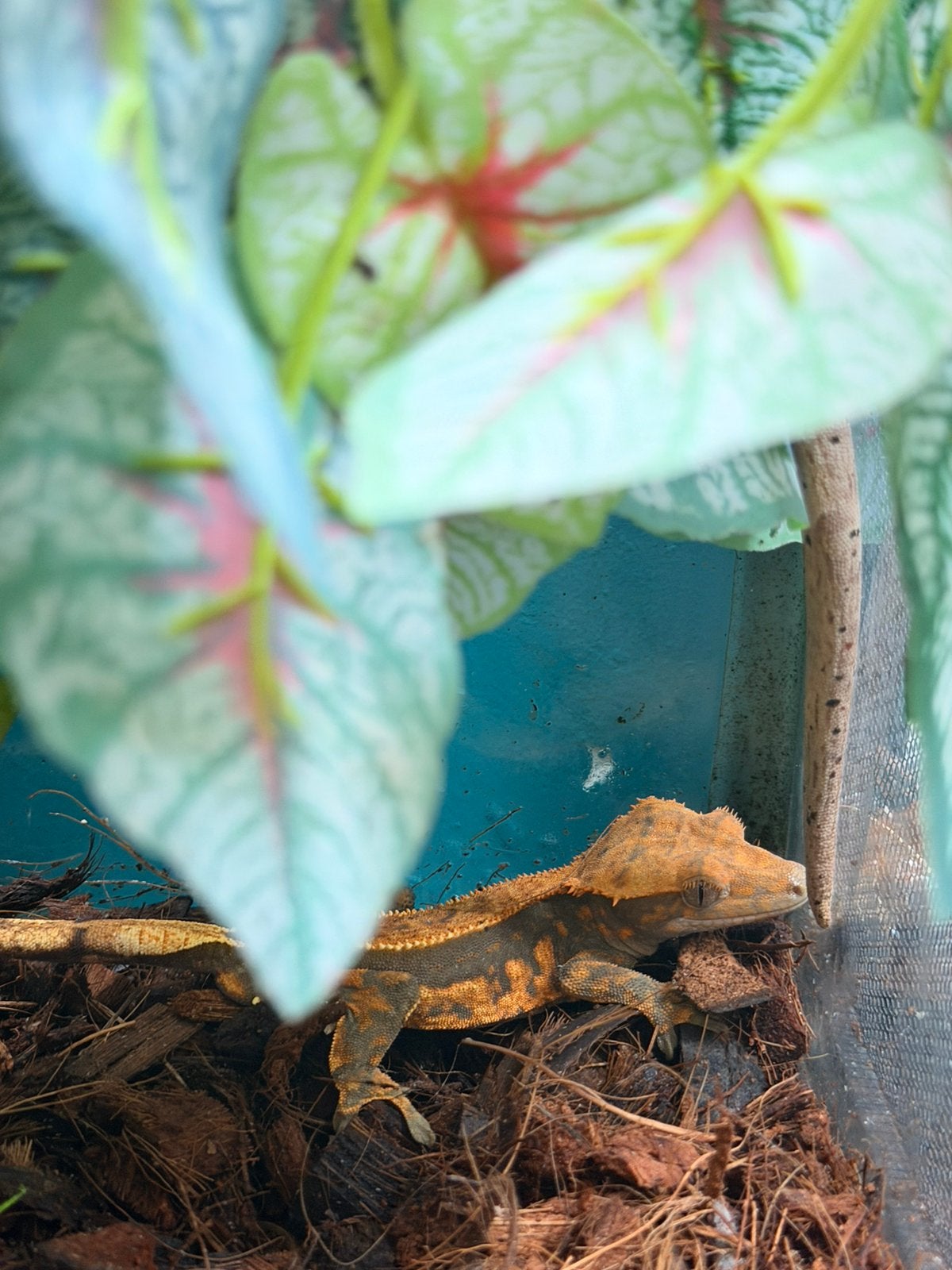 Extreme harlequin wimpergekko
