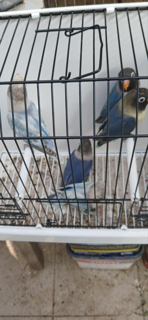 Personata.s, Dieren en Toebehoren