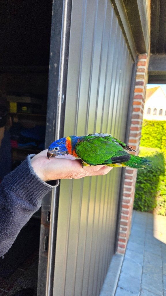 Beau Loris à col rouquin, Animaux & Accessoires, Perroquet, Domestique