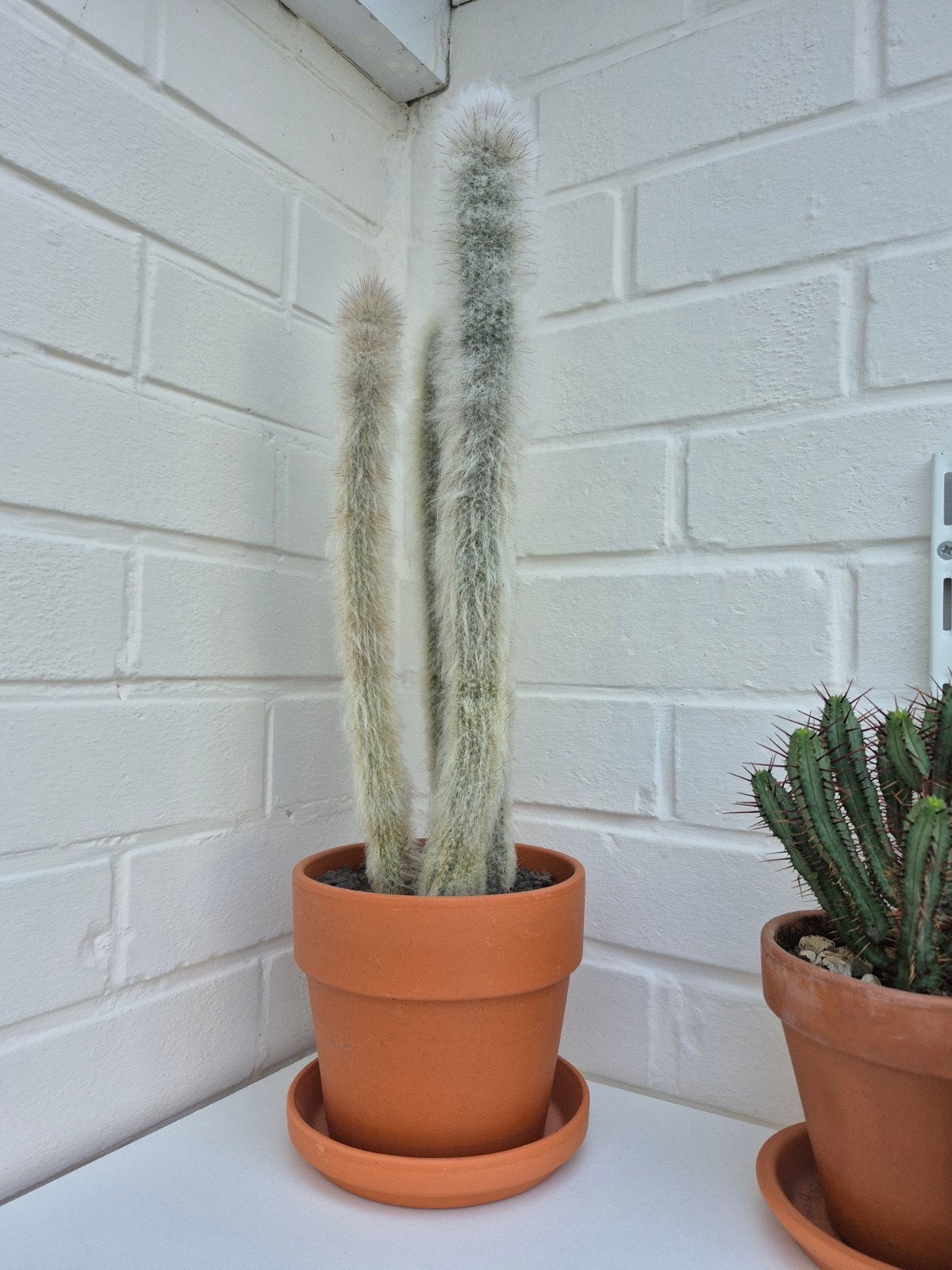 Cactus, Ophalen, Cactus