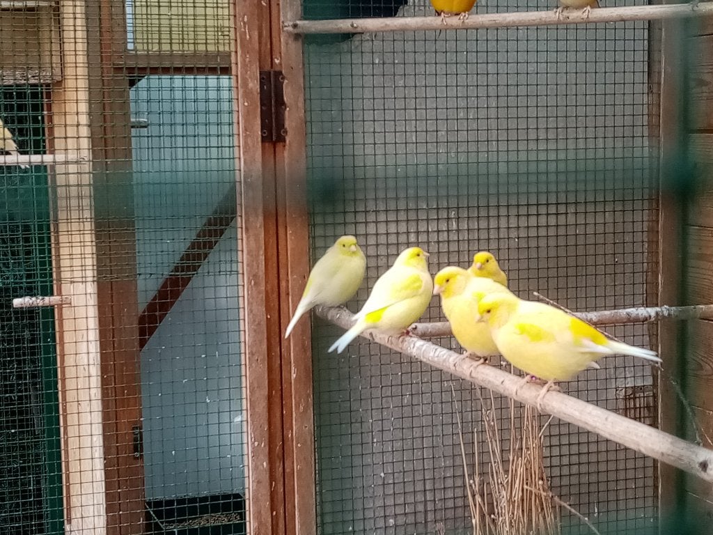 Jonge KANARIES uit buitenvolière, Dieren en Toebehoren, Mannelijk, Zangkanarie