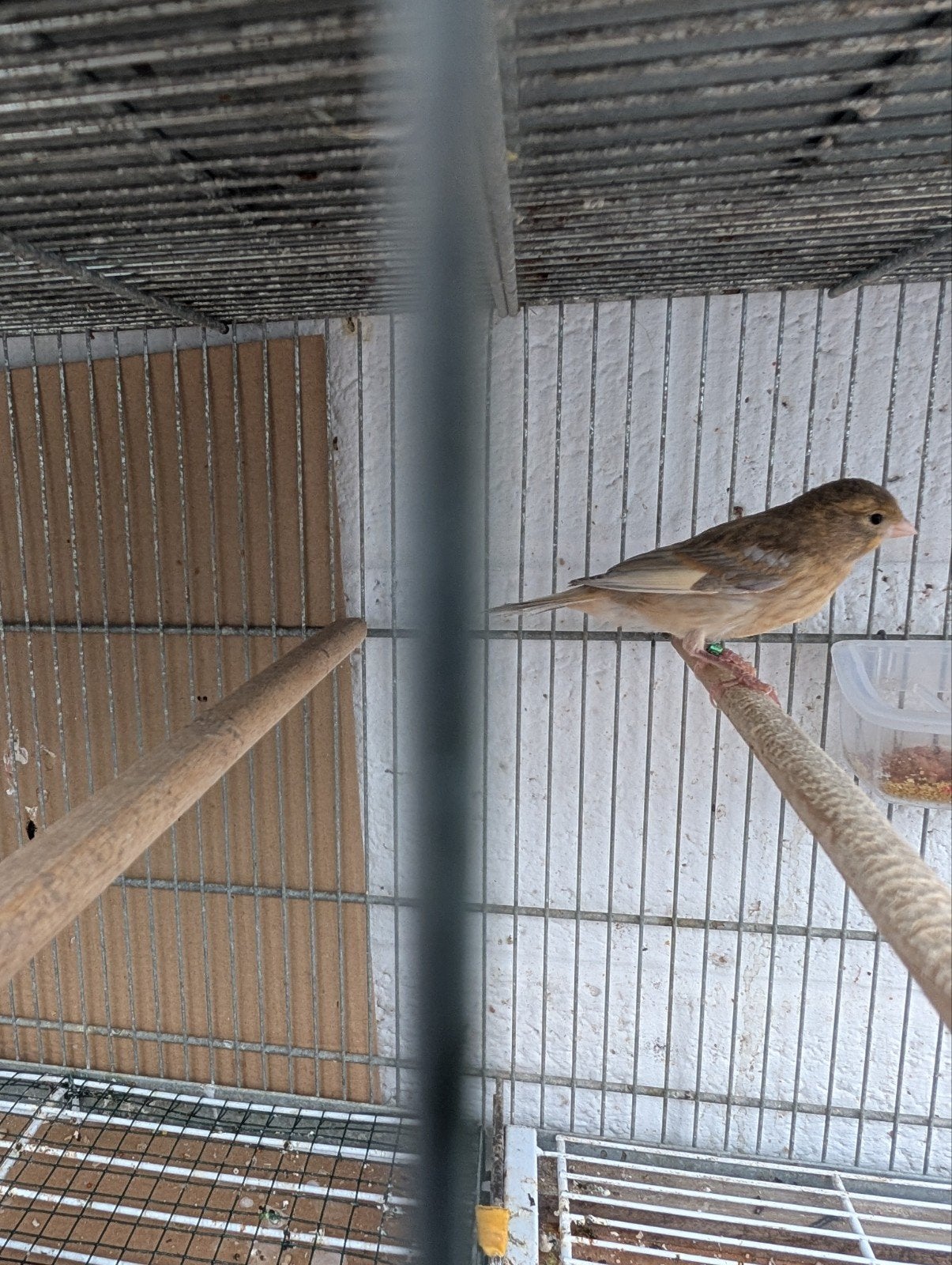 2 canaris jaspe canelle 2026, Animaux & Accessoires, Oiseaux | Canaris