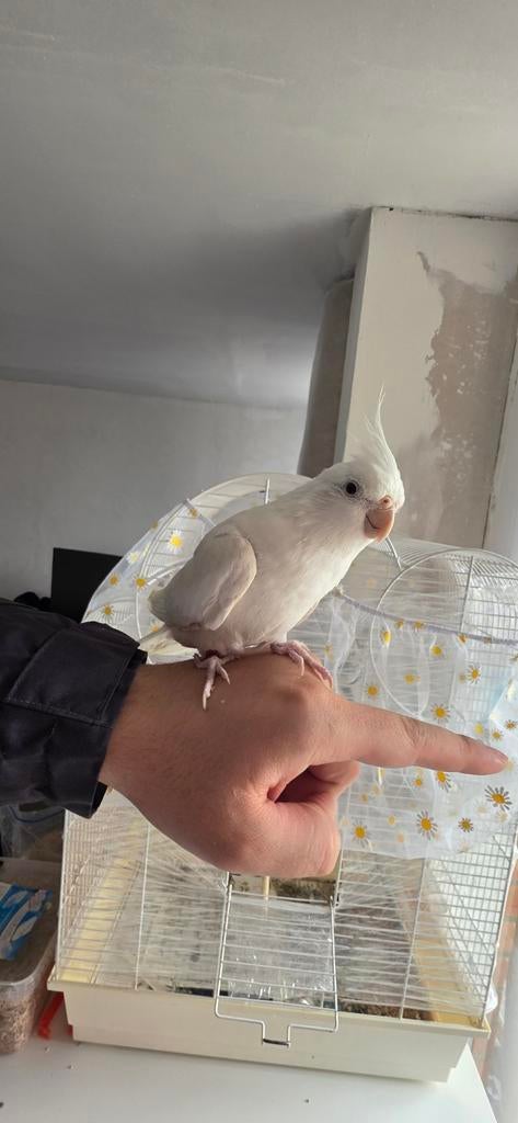 Calopsitte à vendre, Animaux & Accessoires, Oiseaux | Perruches & Perroquets, Femelle