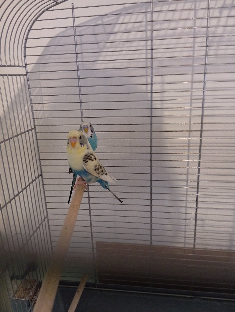 Perruches + cage, Enlèvement