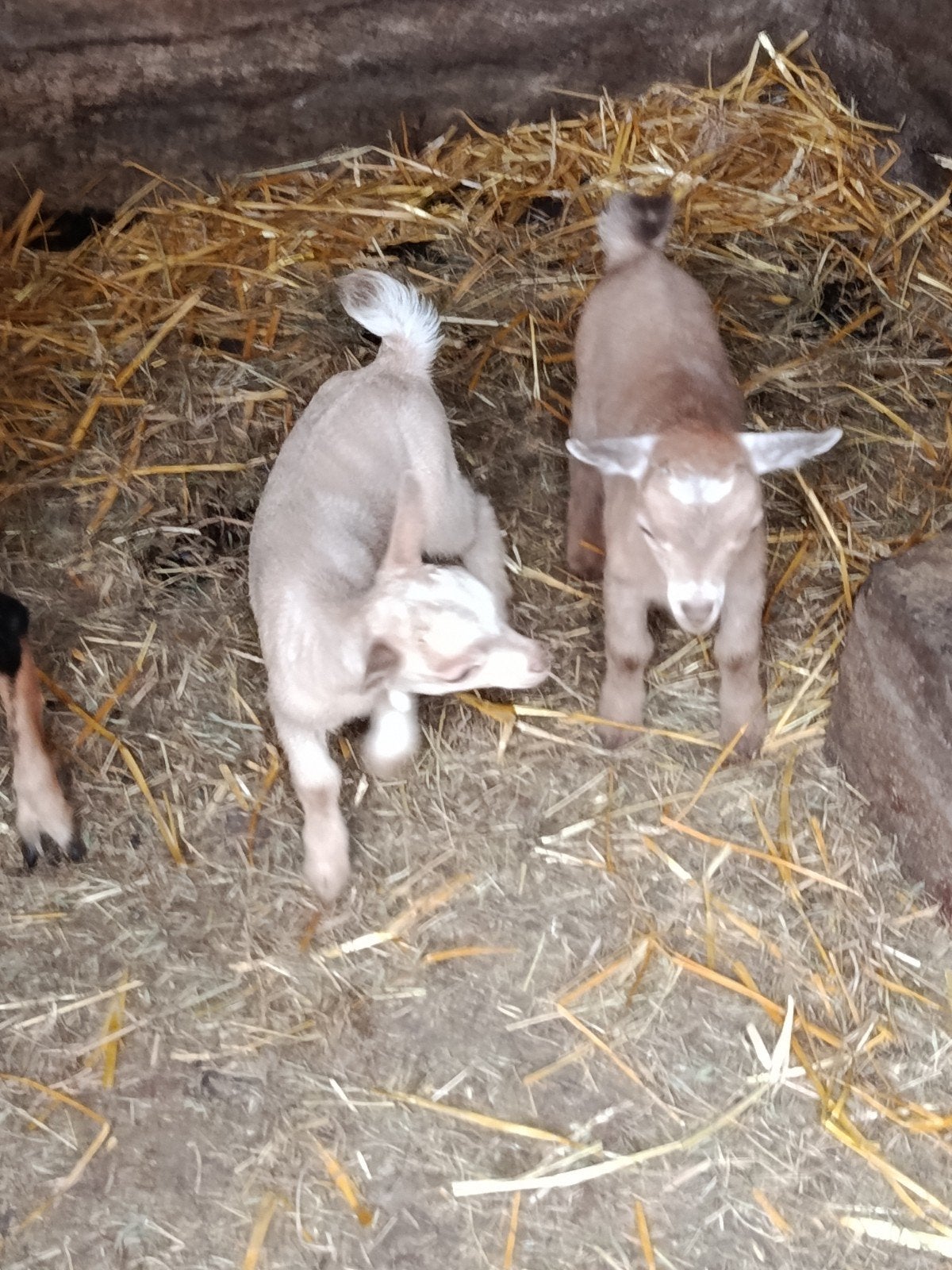Dwerggeiten mieke en bokje, Dieren en Toebehoren, Meerdere dieren, Geit, 0 tot 2 jaar