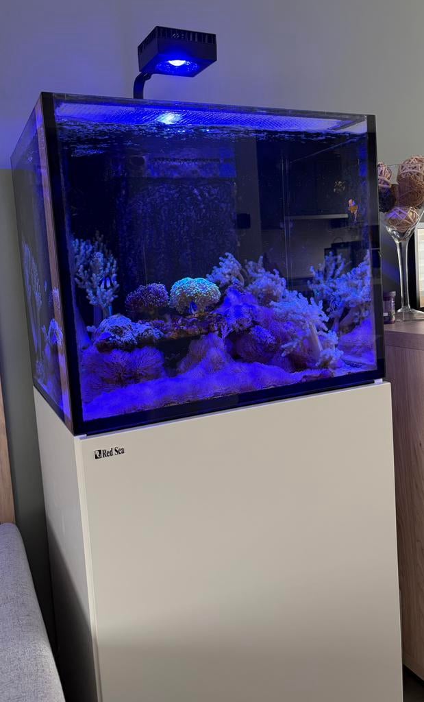 Zeequrium Red Sea 170, Ophalen