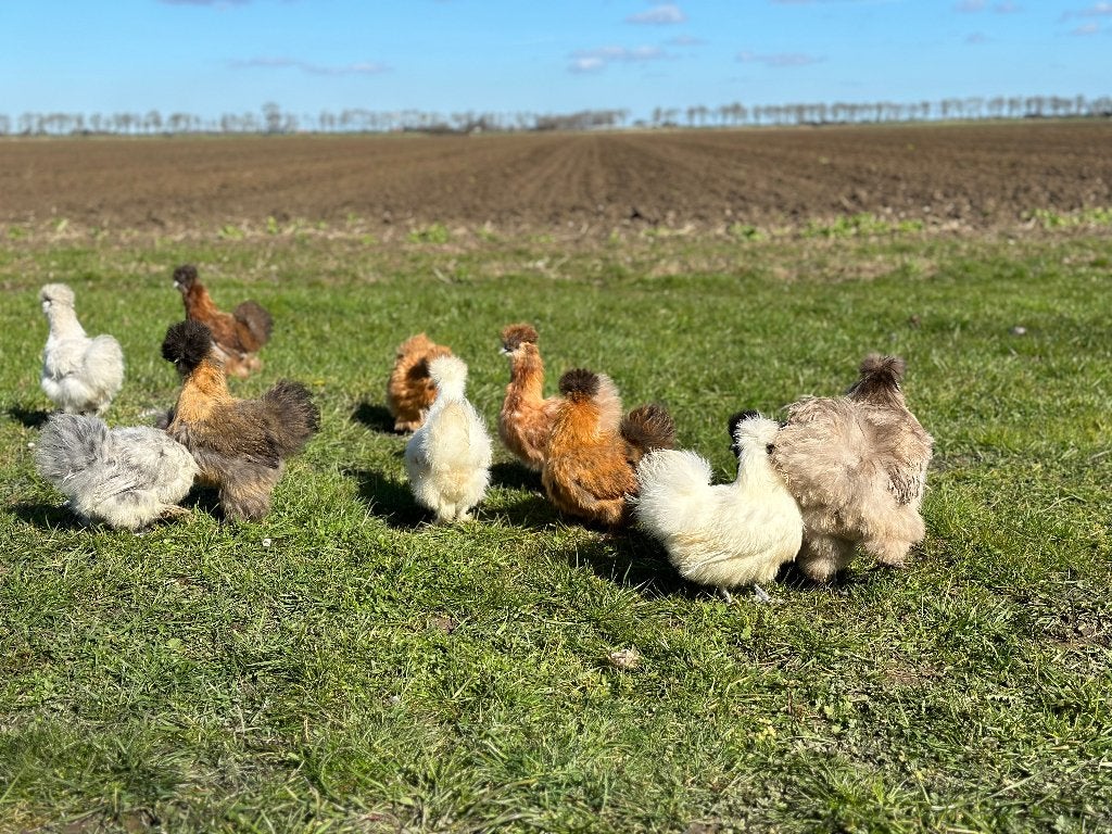 Jonge tamme Zijdehoen kriel kippen gesekst en ingeënt, Dieren en Toebehoren, Pluimvee