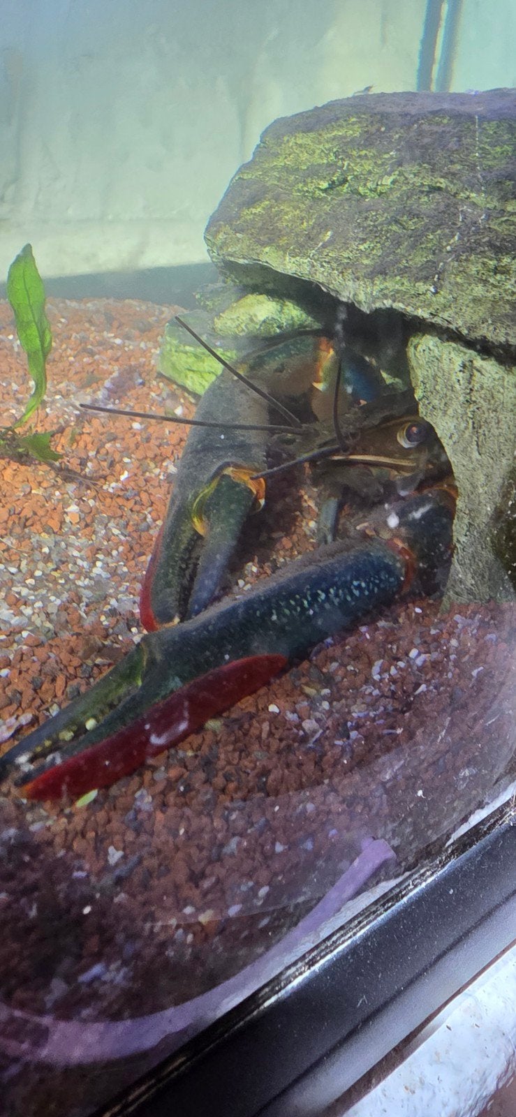 cherax quadricarinatus, Animaux & Accessoires, Homard, Crabe ou Crevette, Poisson d'eau douce