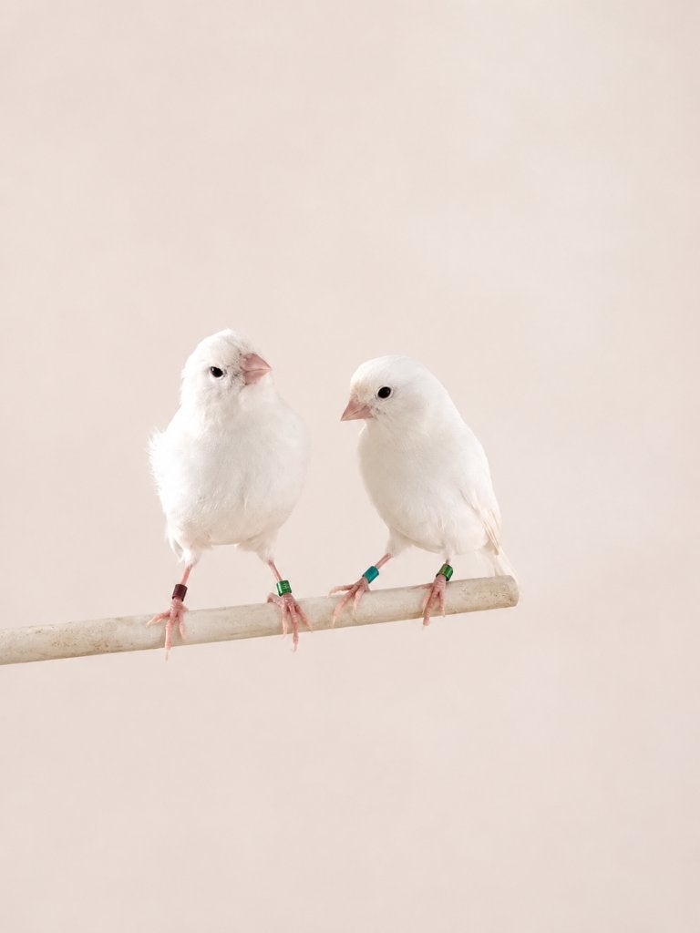 Jonge witte kanaries – 2026, Plusieurs animaux, Canari de couleur