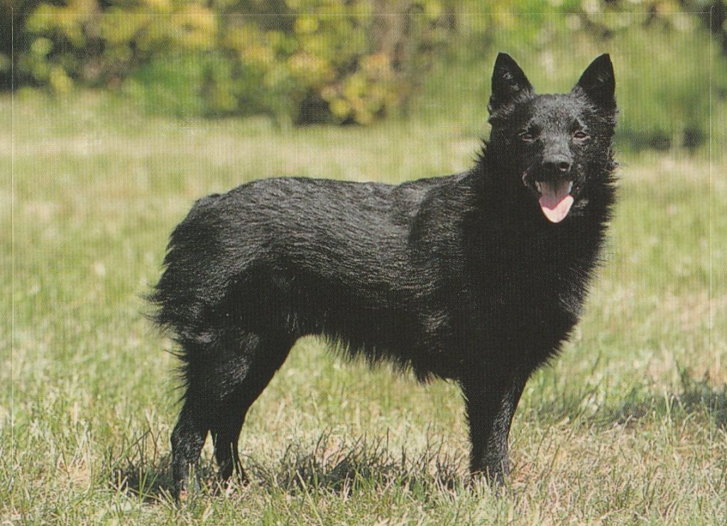 CHROMO  SCHIPPERKE, Collections, Enlèvement ou Envoi, Neuf, Animal, Gravure