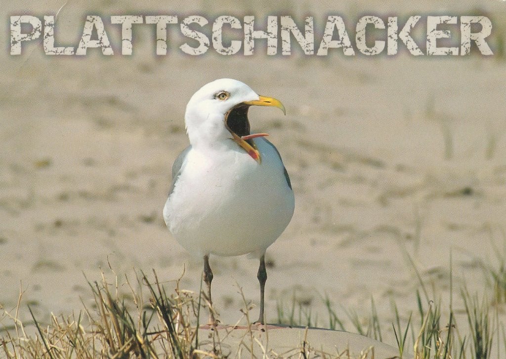 KLETSKOUS  of  LACHMEEUW   + Mooie postzegel !, Verzamelen, Postkaarten | Dieren, Ophalen of Verzenden, 1980 tot heden, Gelopen