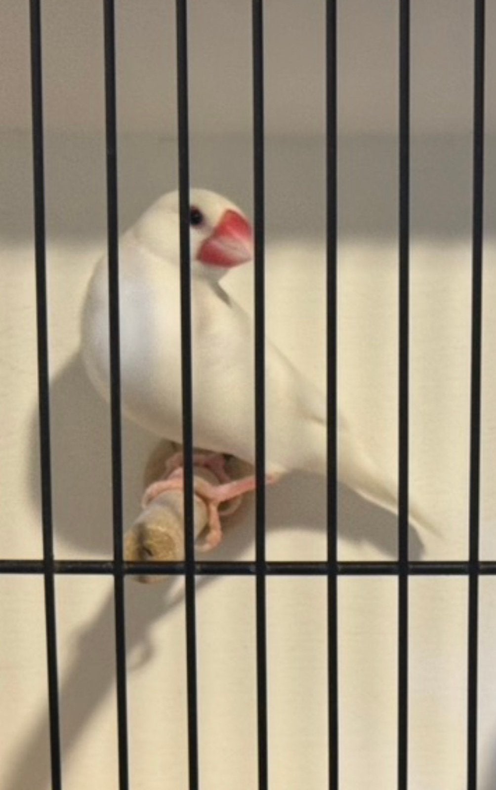 Rijstvogels in verschillende kleuren, Enlèvement, Comme neuf