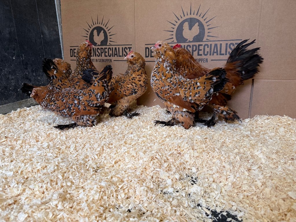 Jonge tamme Sabelpoot kriel kippen gesekst en ingeënt, Femelle, Poule ou poulet