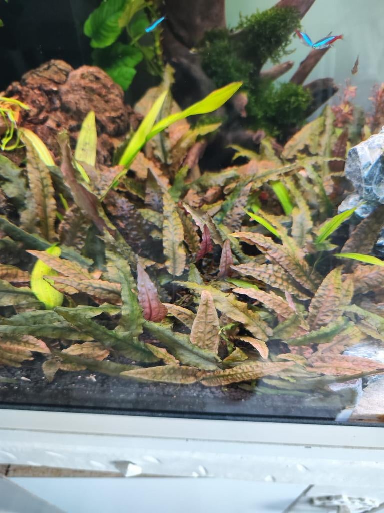 cryptocoryne wendtii aquariumplant, Dieren en Toebehoren, Ophalen of Verzenden, Zo goed als nieuw