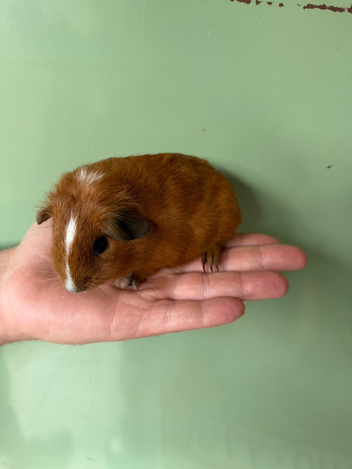 Gladhaar zeugje, Dieren en Toebehoren, Knaagdieren, Cavia, Juni, Vrouwelijk, Tam