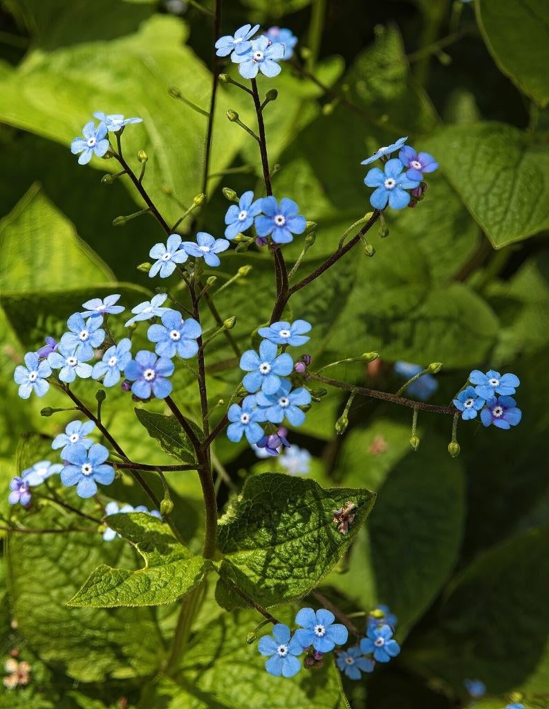 brunnera  macrophylla  in pot vaste plant, Tuin en Terras, Planten | Tuinplanten, Ophalen, Vaste plant