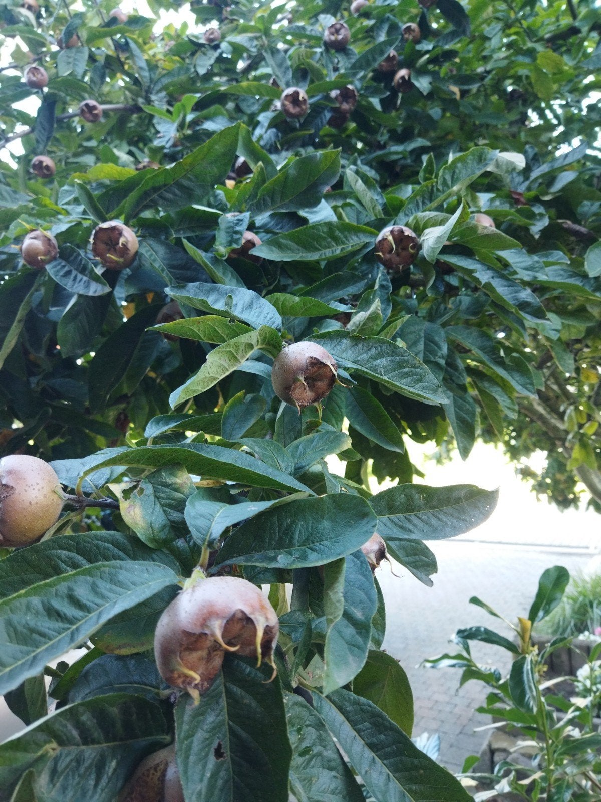 Mispel (wild fruit), Tuin en Terras, Ophalen