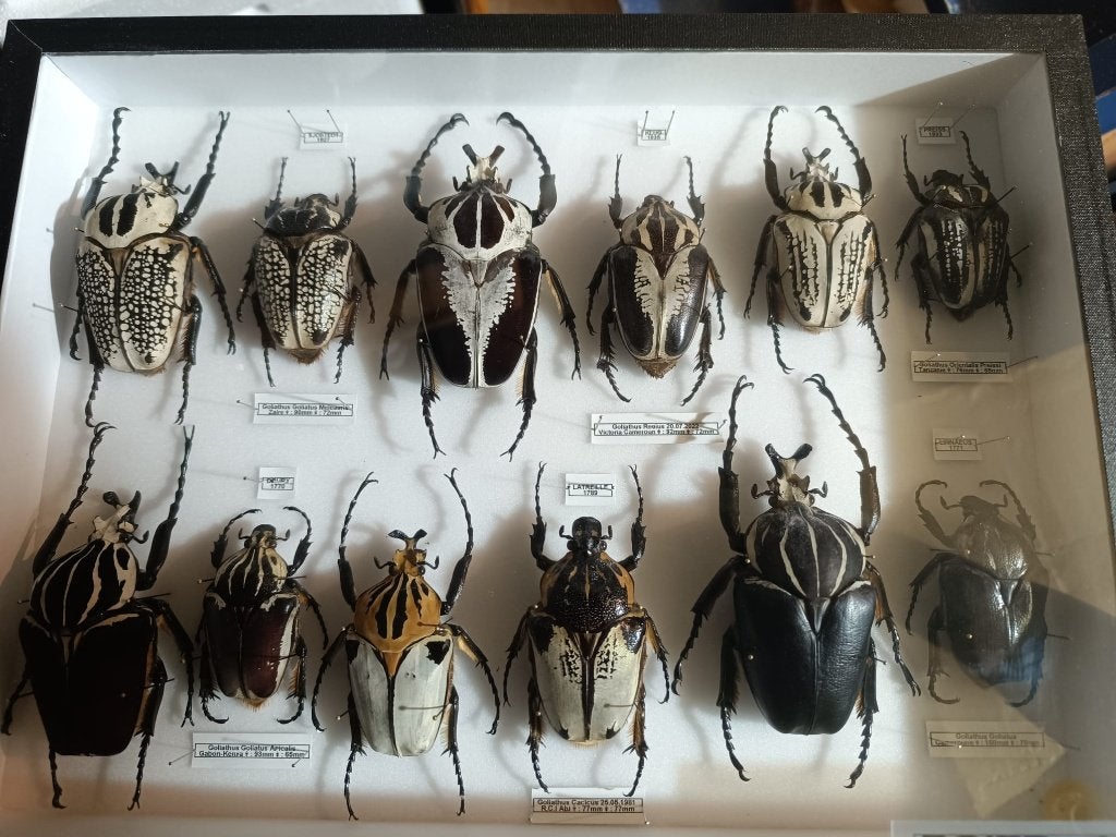 Boite entomologique goliathus, Enlèvement ou Envoi, Neuf, Insecte, Animal empaillé