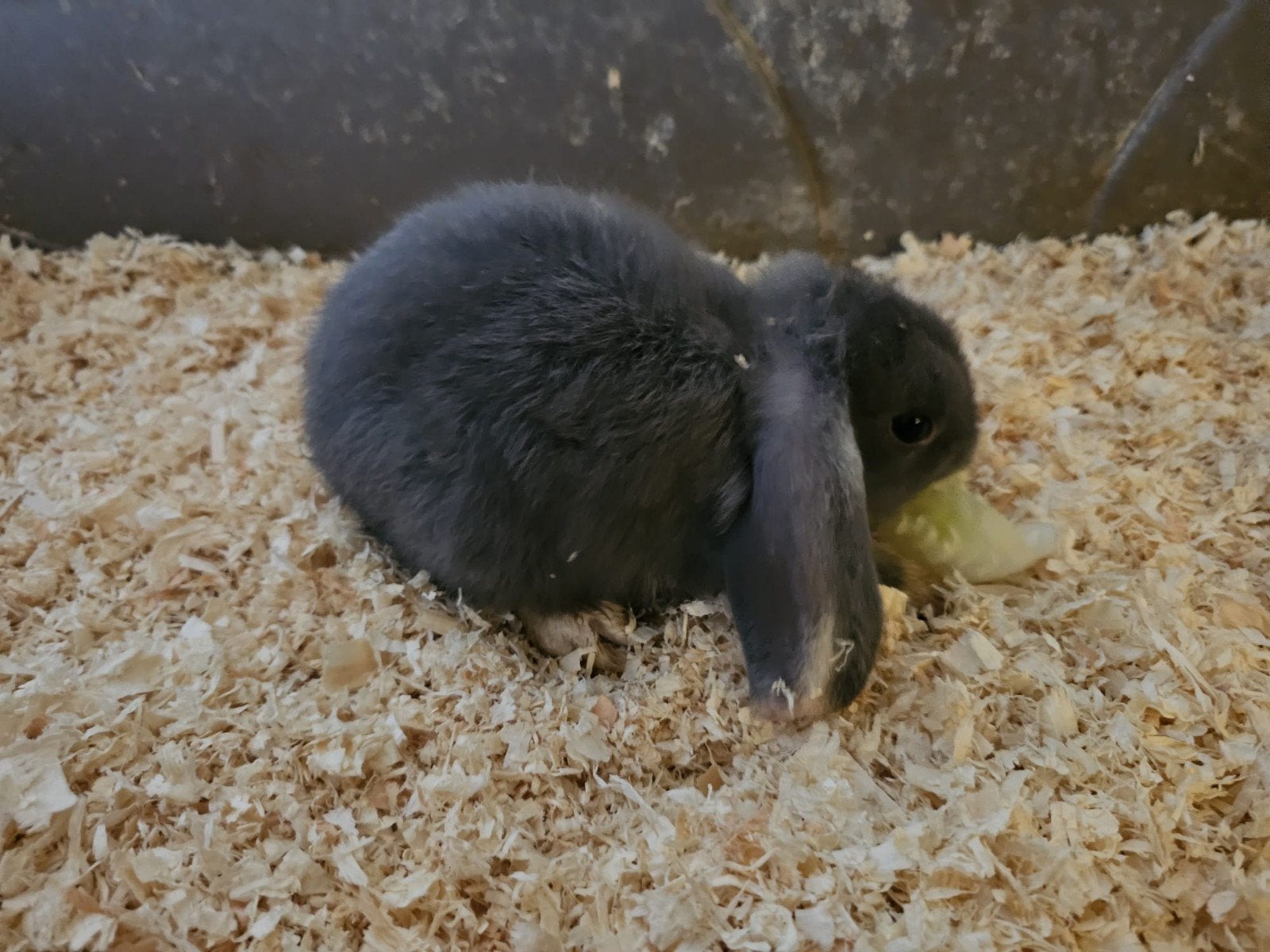 lapins 9 semaines, Animaux & Accessoires, Plusieurs animaux, Nain, Oreilles tombantes, 0 à 2 ans