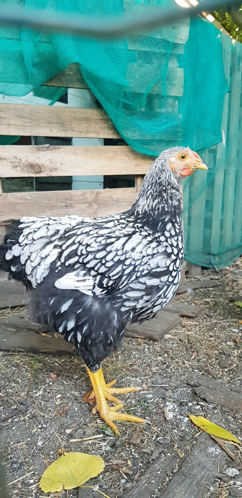 Haan, Dieren en Toebehoren, Pluimvee
