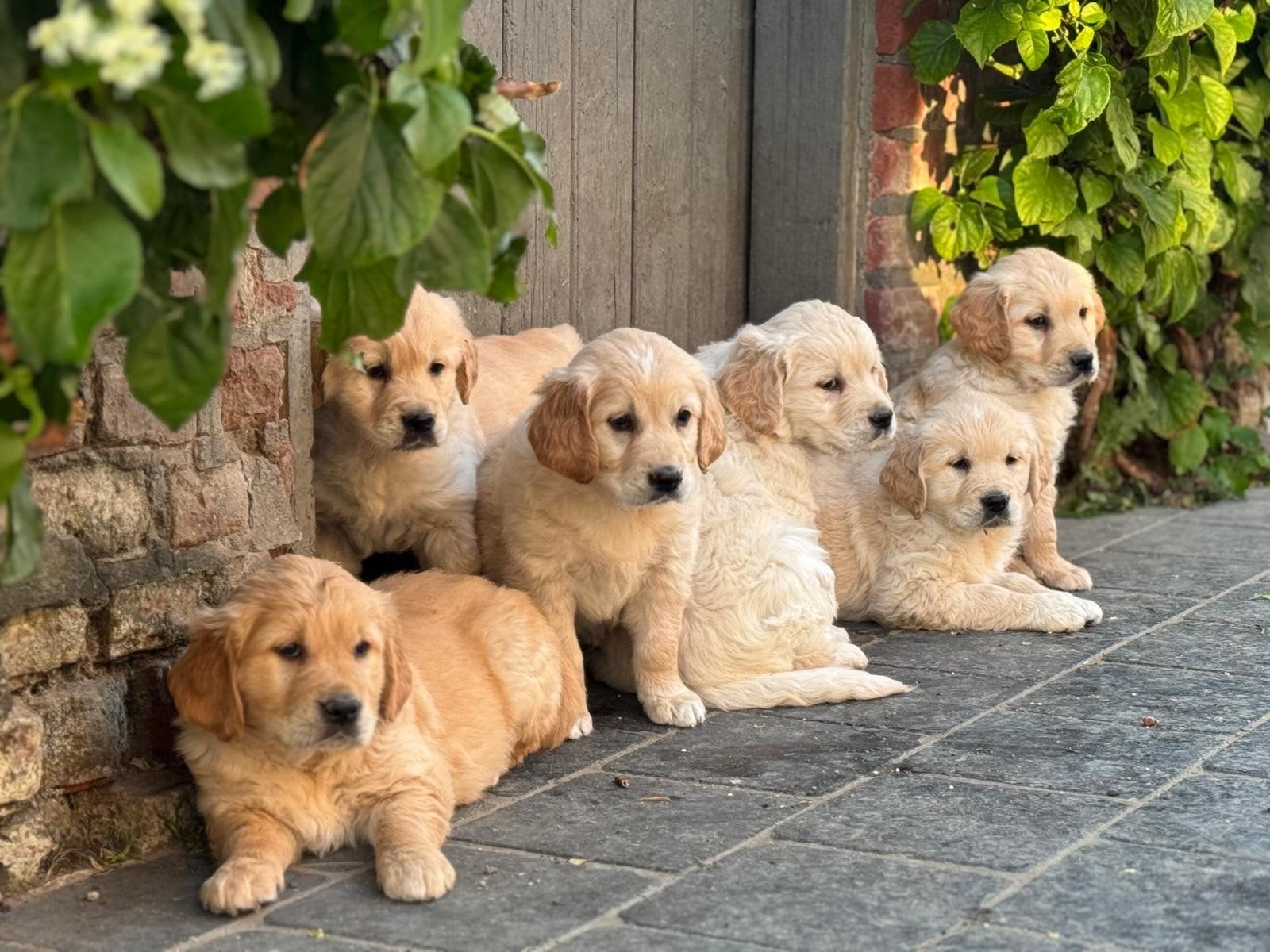 Mooi nestje golden retriever pups tekoop., Animaux & Accessoires, Chiens | Retrievers, Épagneuls & Chiens d'eau, Golden retriever