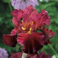 21 x  IRIS  germanica  RED   SCHIEFTAIN       in pot, Tuin en Terras, Ophalen, Vaste plant