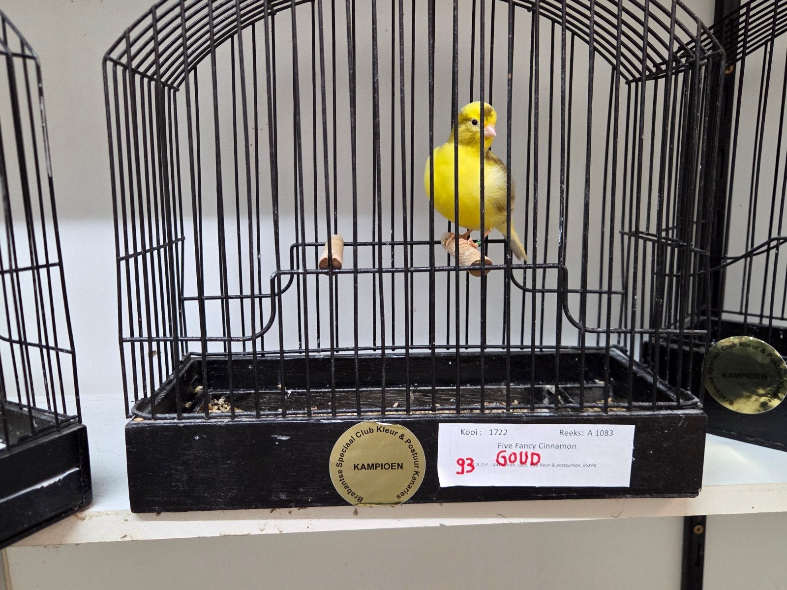 fife fancy, Dieren en Toebehoren