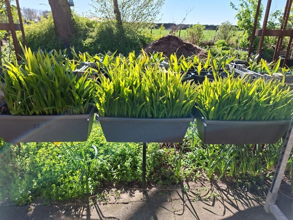 Plants de palmier Wagnerianus | 200 pièces pour 49€, Moins de 100 cm, Plein soleil, Printemps, Palmier