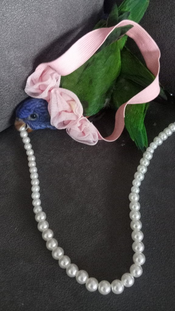 2 tam Lori baby met de hand groot gebracht., Meerdere dieren, Parkiet, Tam