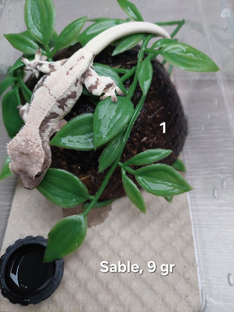 Wimpergekko Sable