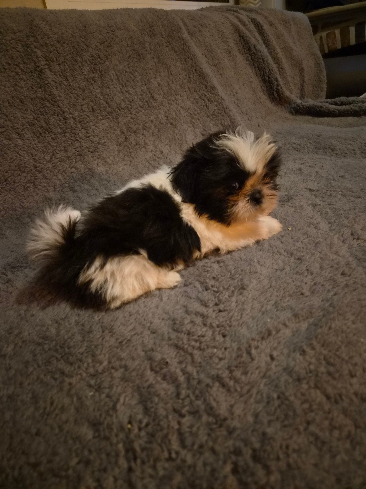Shih-Tzu pups, Dieren en Toebehoren, België, Fokker | Hobbymatig, Overige rassen, 8 tot 15 weken