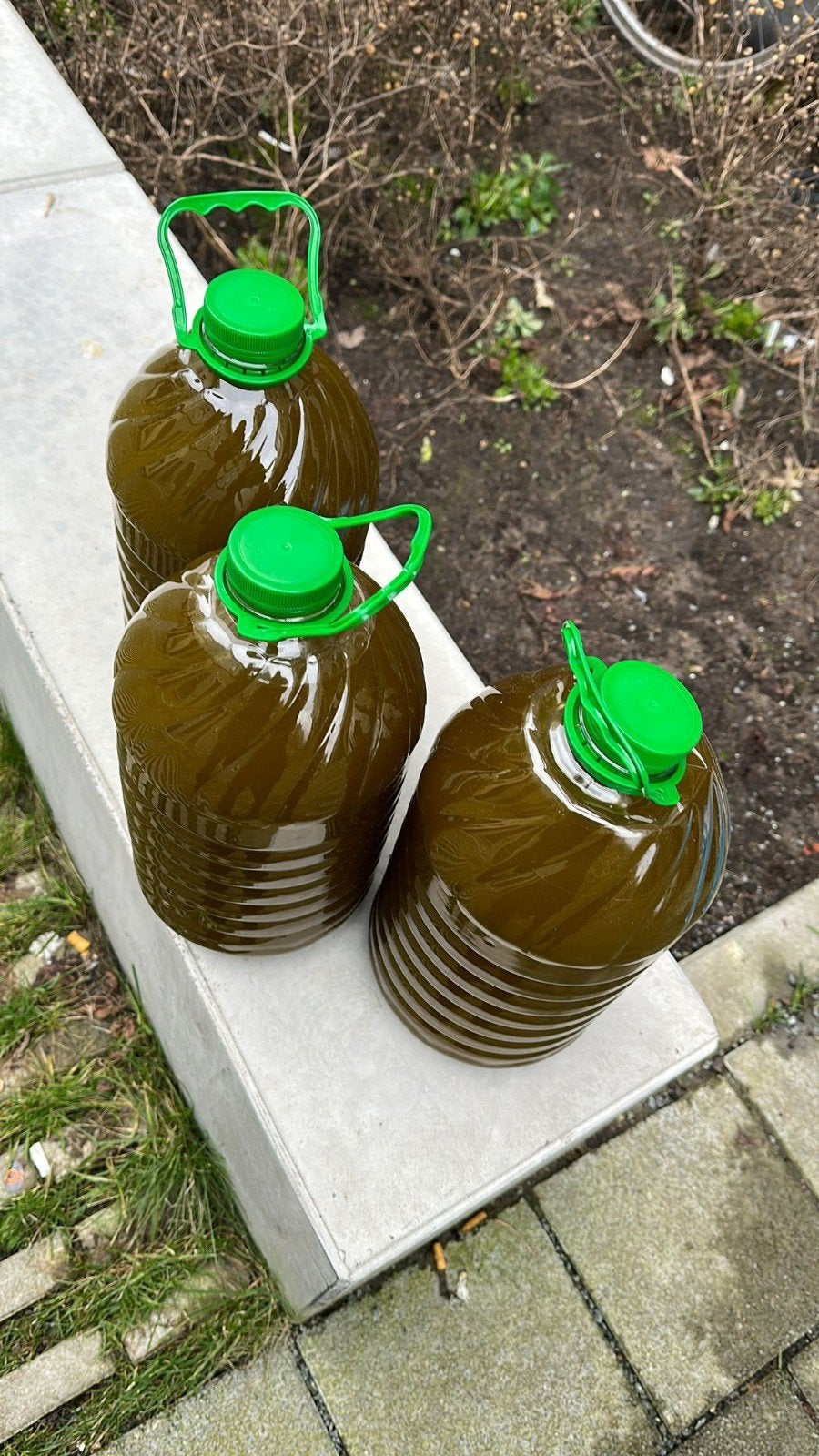 Olijfolie Guercif 5L €50
Dit Seizoen van eerste Persing EXTR, Ophalen