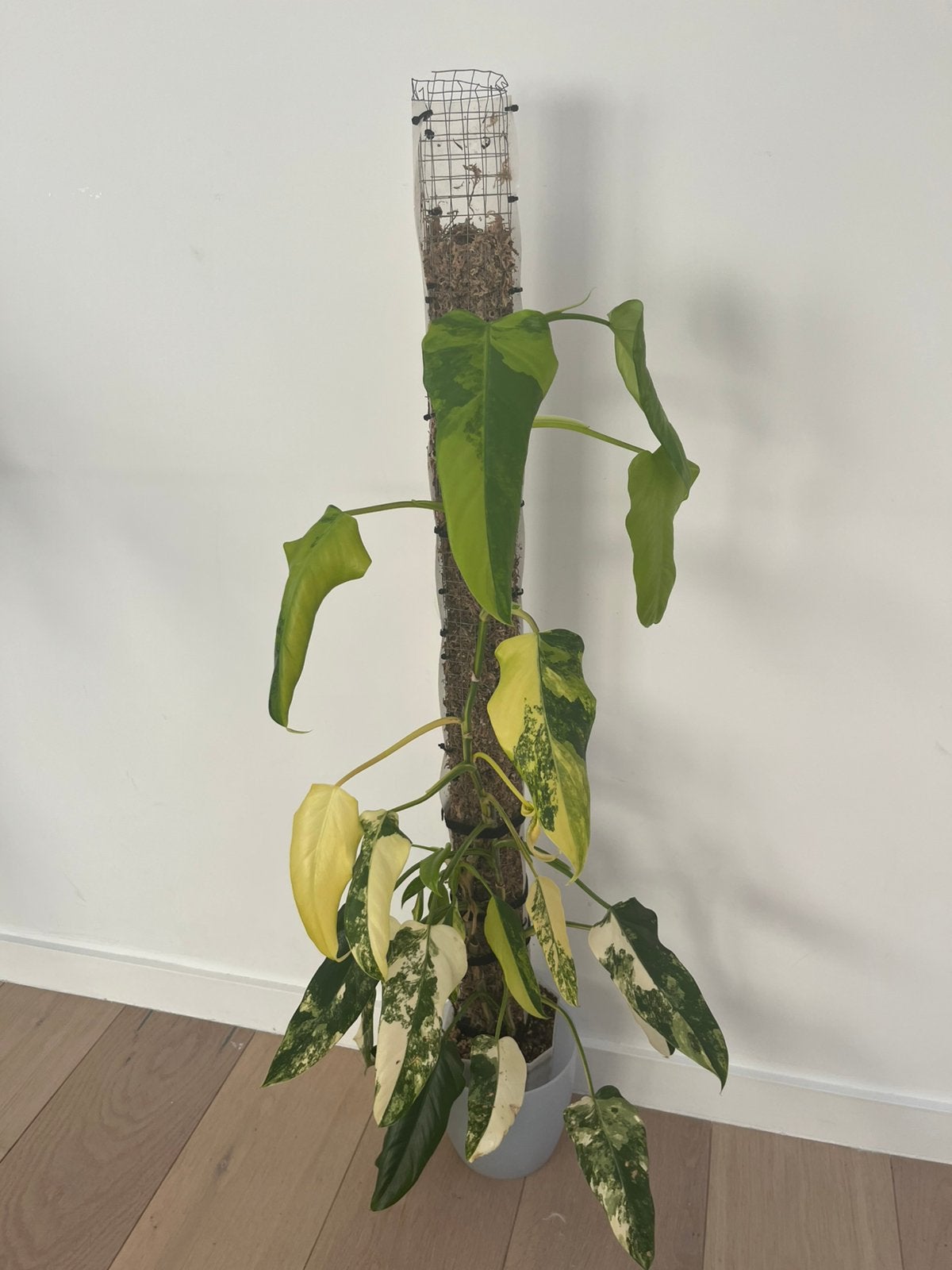 Philodendron Domesticum Aurea Variegata met mospaal, Huis en Inrichting, Ophalen