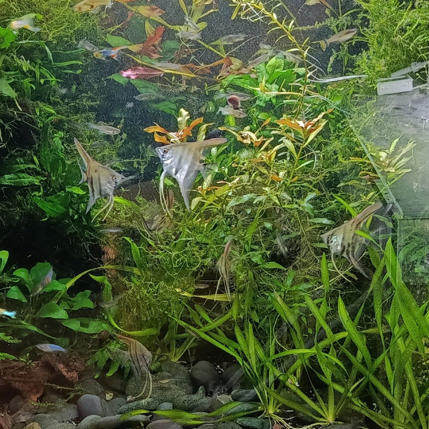 6 scalaren eigen kweek, Dieren en Toebehoren
