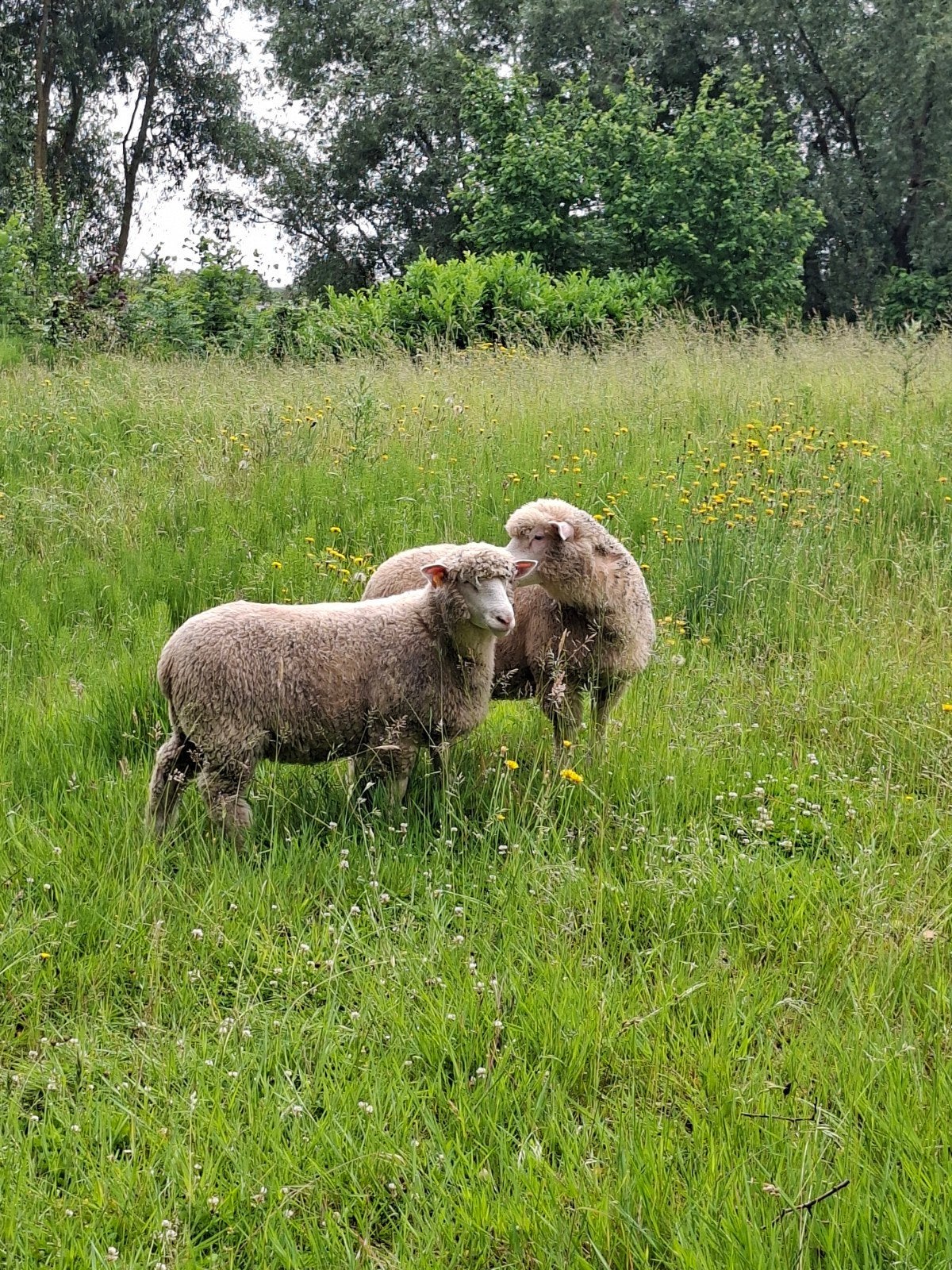 Recherché : prairie à louer pour Sheep  dans la région de, Animaux & Accessoires, Box & Pâturages