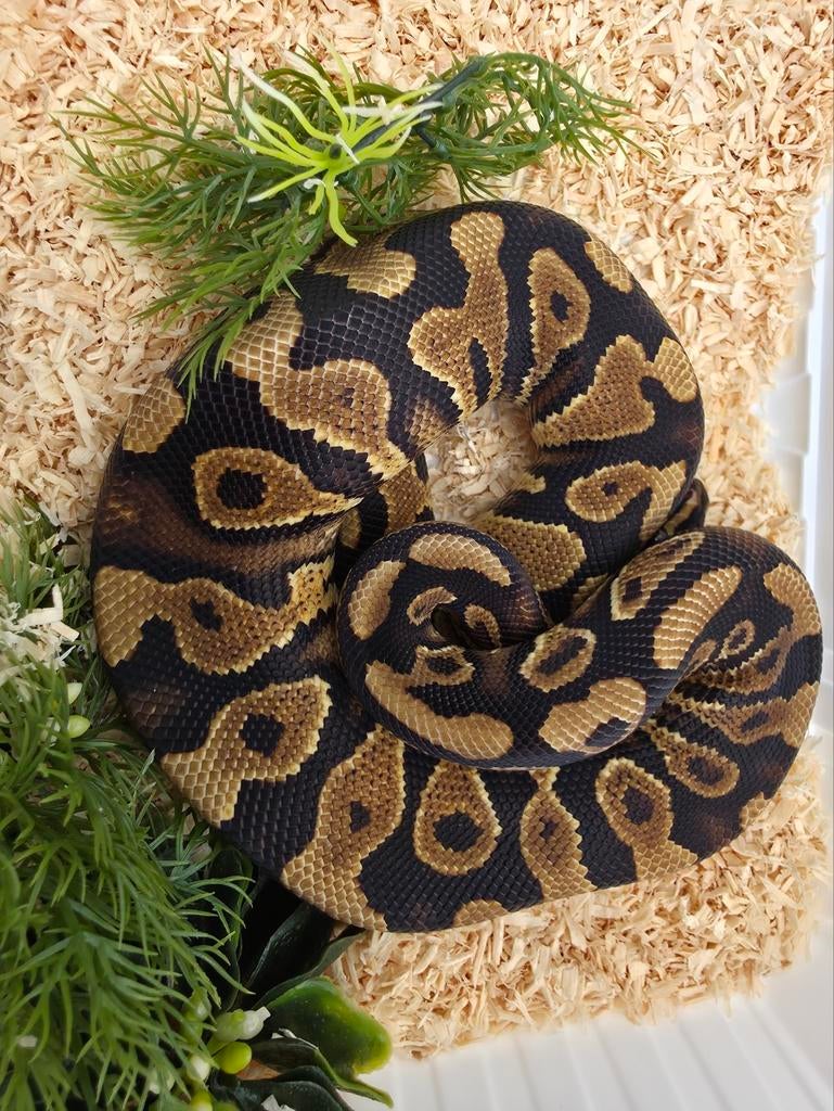 Bébé python YB la femelle clown, Serpent, Domestique, 0 à 2 ans