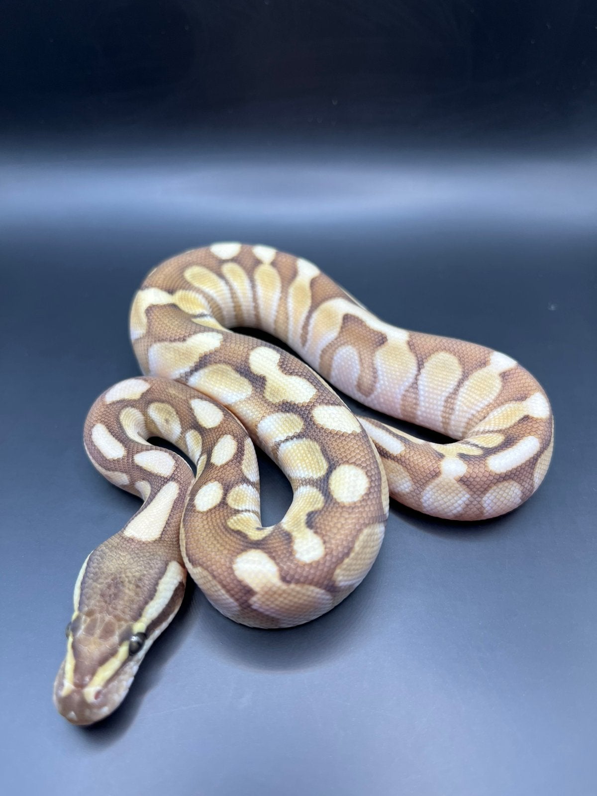 Sale Antwerpen Div.Koningspythons,Ball Python,Python Regius, Serpent, 0 à 2 ans
