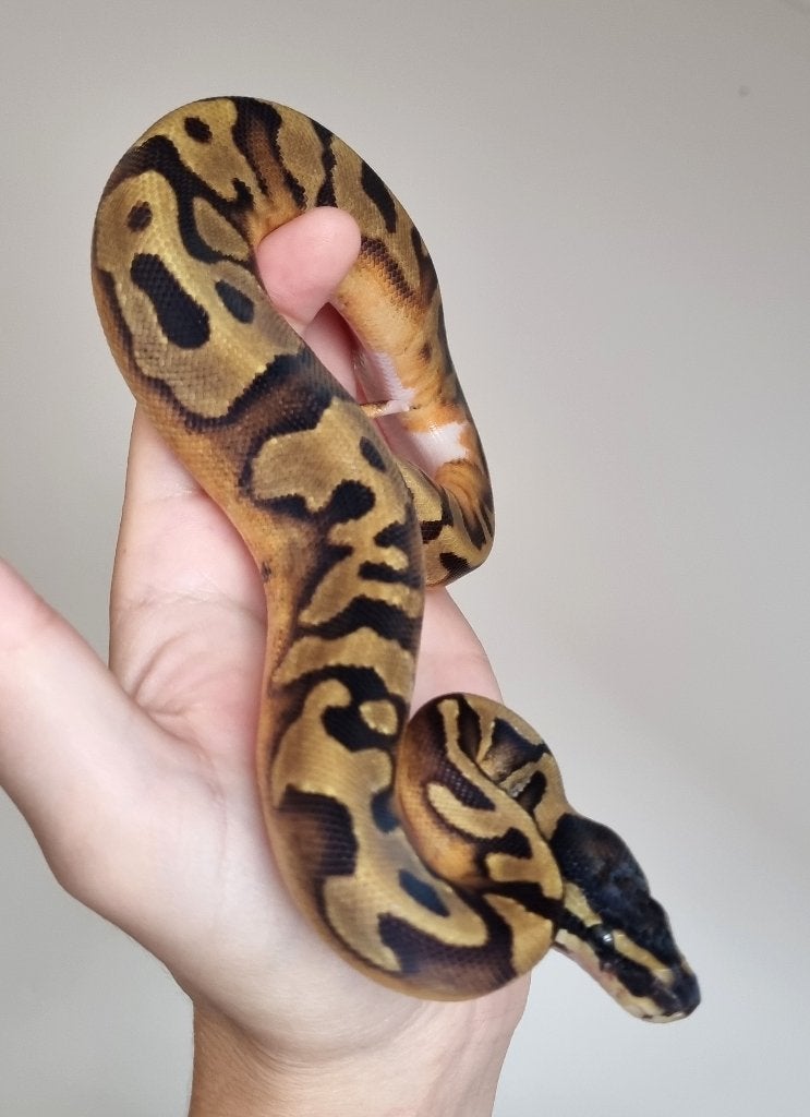 0.1 enchi piebald low white koningspython Ball Python photo 4