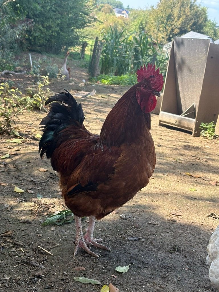 Un coq gratuit - 1 ans, Animaux & Accessoires, Volatiles, Mâle, Poule ou poulet
