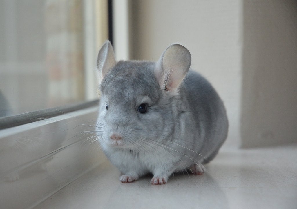 chinchilla 2 broertjes 2 maanden oud, Dieren en Toebehoren, Chinchilla, Augustus, Mannelijk, Tam