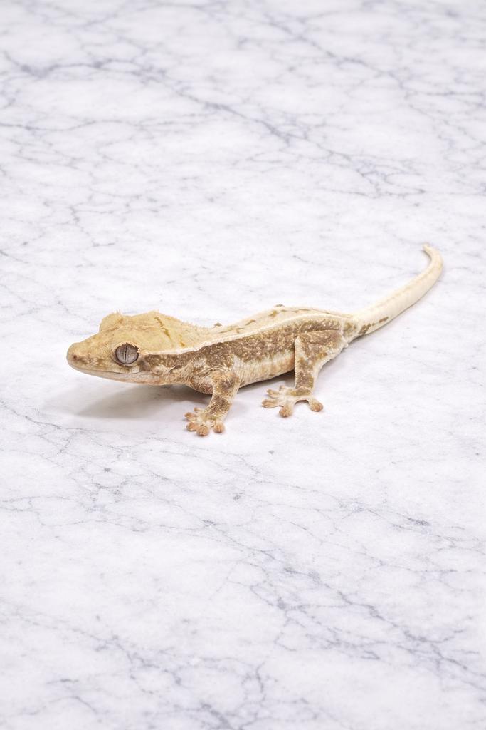 Wimpergekko gecko a crete lilly white