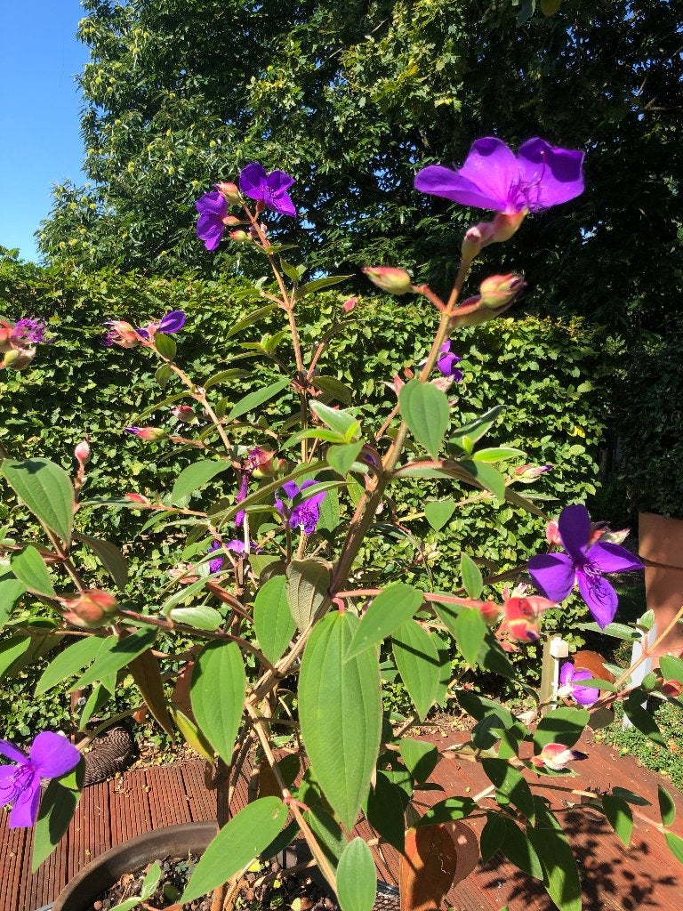 tuinplant terracotta bloempot, Tuin en Terras, Ophalen, Vaste plant, Volle zon